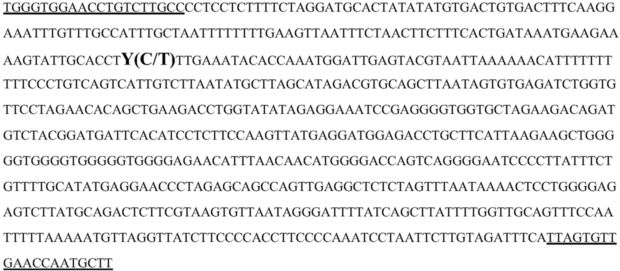 Cloning and application of CDC42 gene molecular marker related to porcine reproductive traits