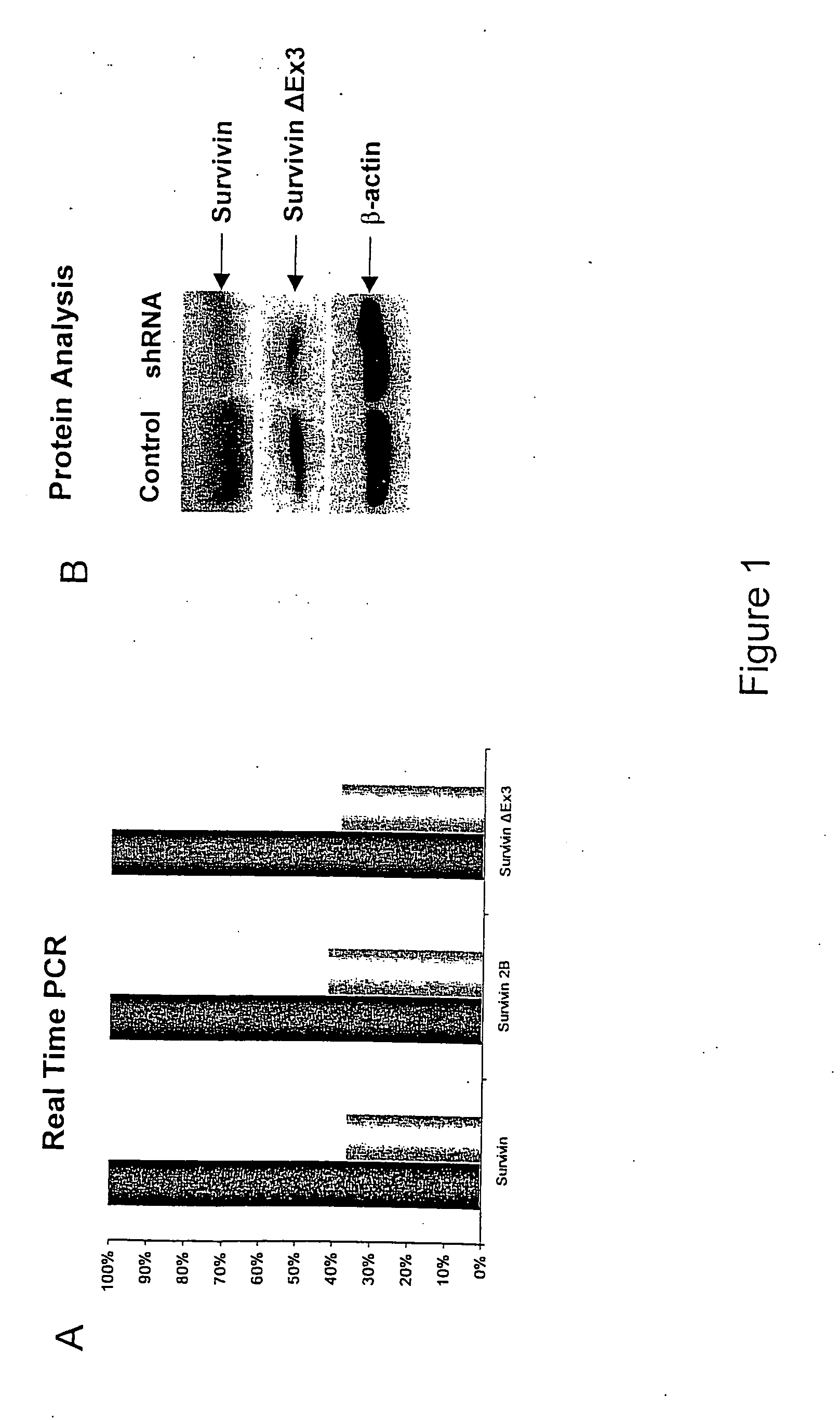 Survivin-directed RNA interference-compositions and methods