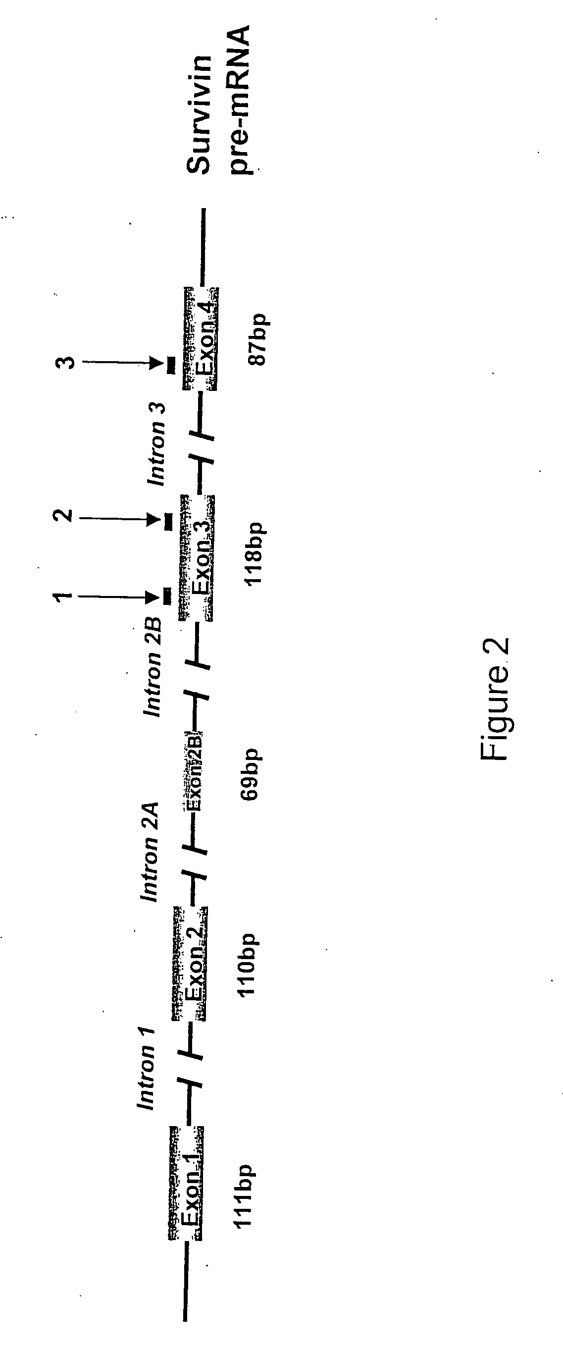 Survivin-directed RNA interference-compositions and methods