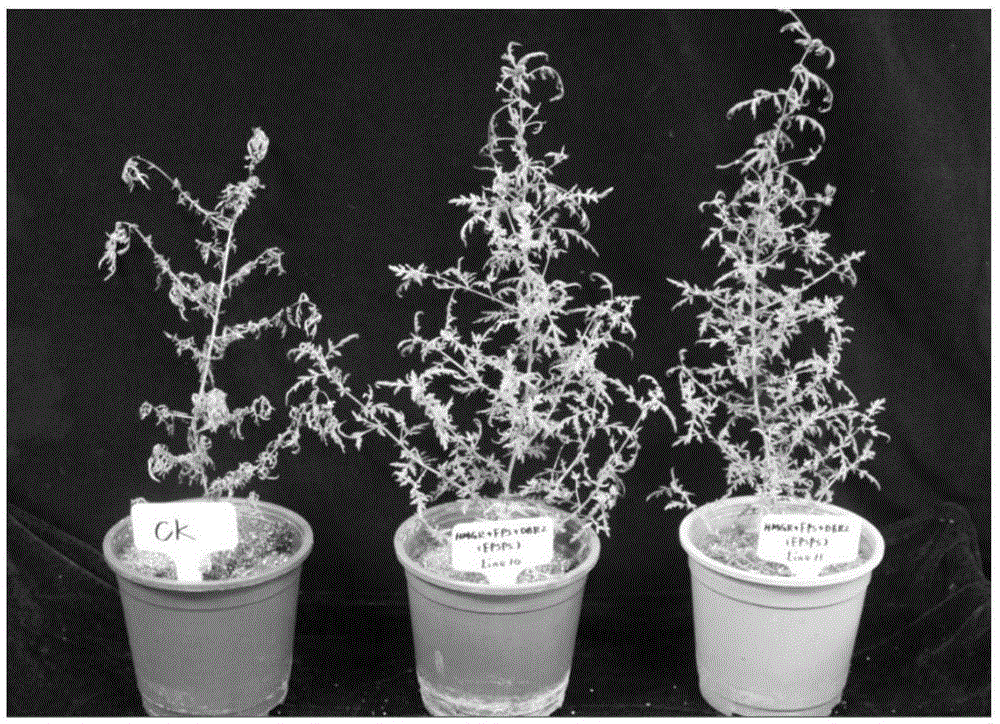 Transgenic sweet wormwood plant and cultivation method thereof