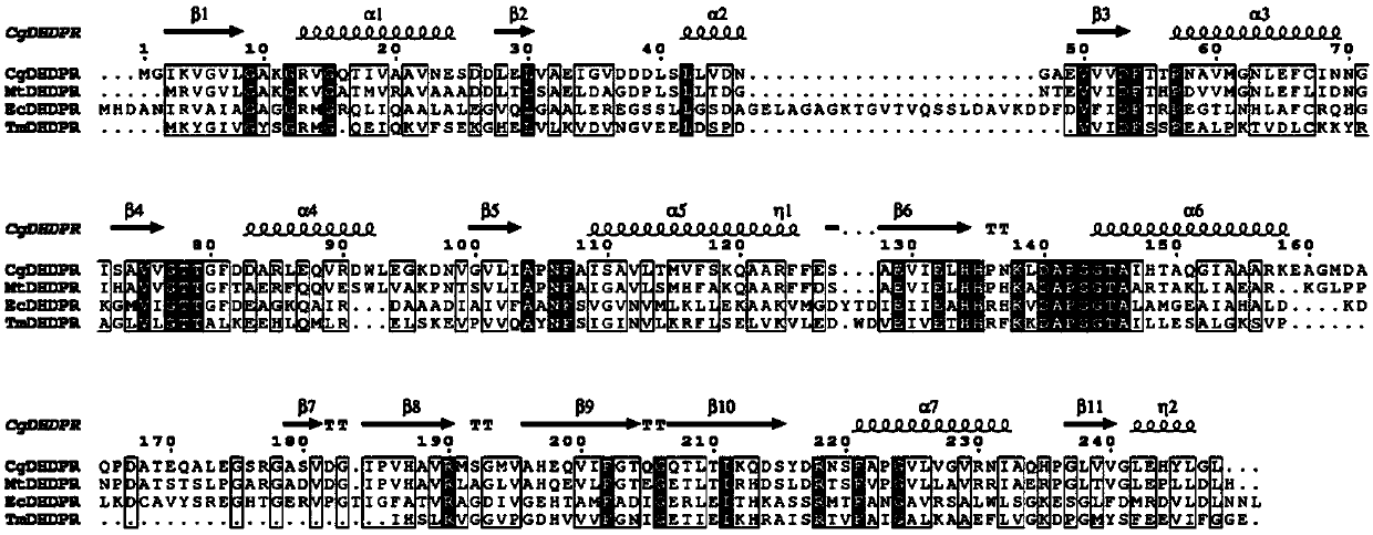 Method for improving yield of lysine through heterogeneous expression of dihydrodipicolinate reductase (DHDPR) in colibacillus