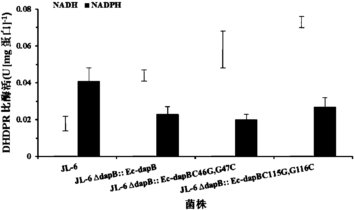 Method for improving yield of lysine through heterogeneous expression of dihydrodipicolinate reductase (DHDPR) in colibacillus