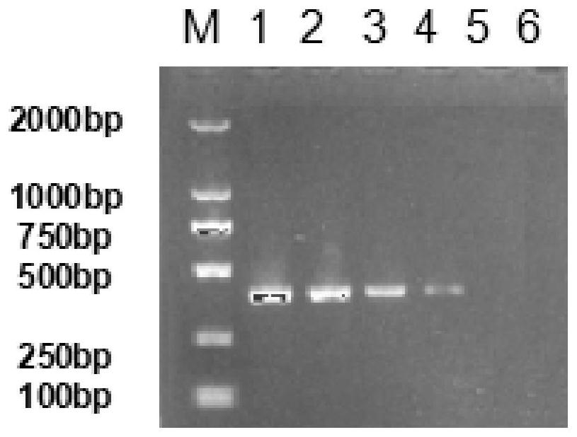 RT-PCR detection primers and detection method of subgroup k avian leukosis virus