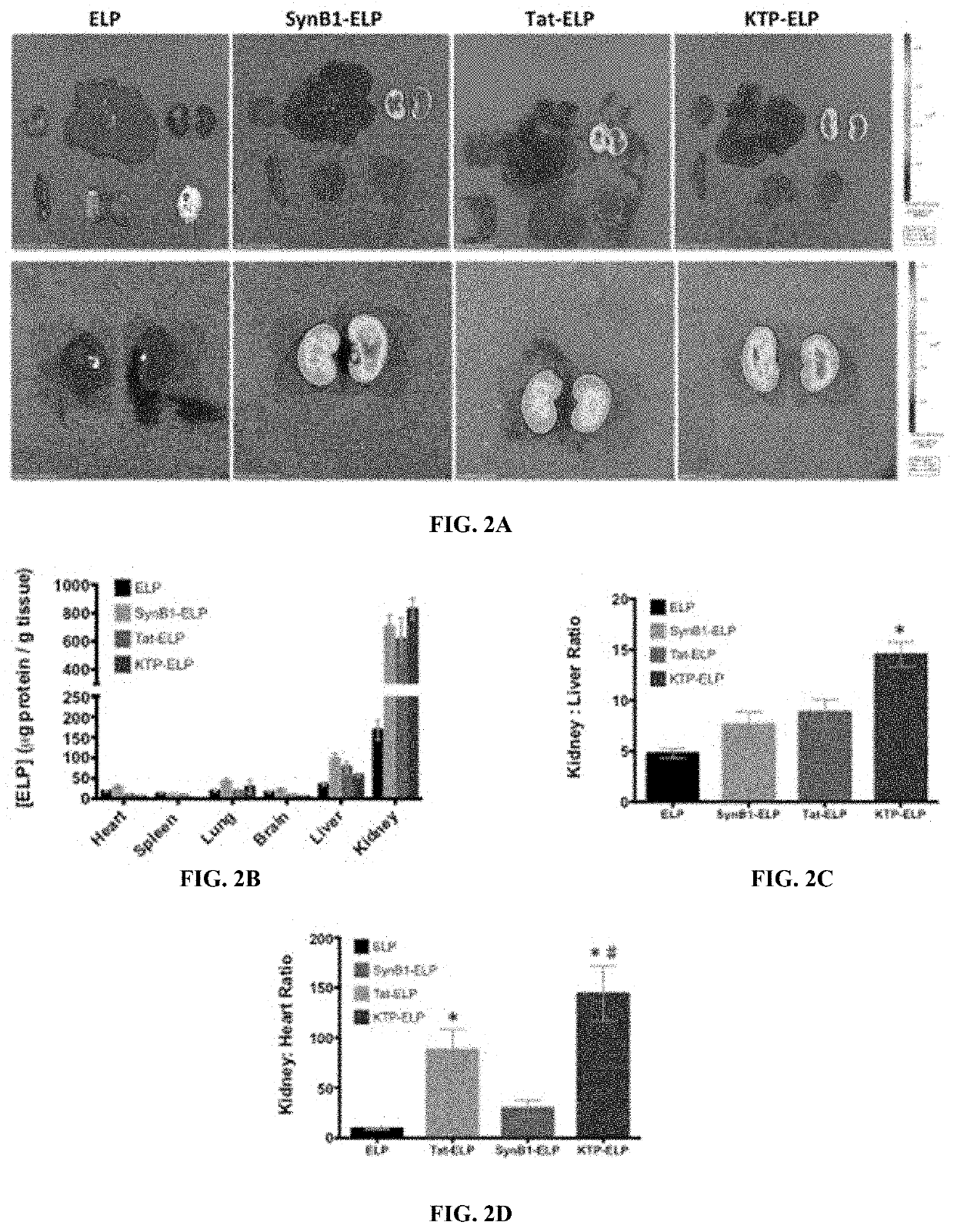 Molecular-Size of Elastin-Like Polypeptide Delivery System for Therapeutics Modulates Intrarenal Deposition and Bioavailability