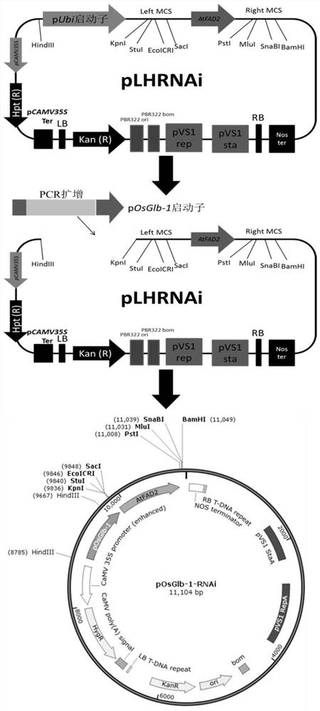 Seed-specific interference vector containing pOsGlb-1 promoter and application thereof