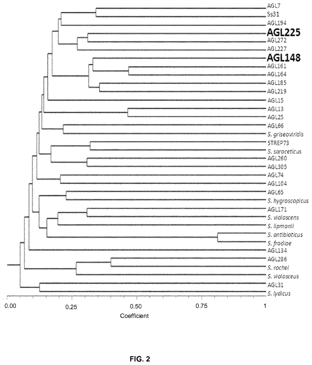 Use of compositions containing <i>Streptomyces melanosporofaciens </i>AGL225 in controlling plant diseases