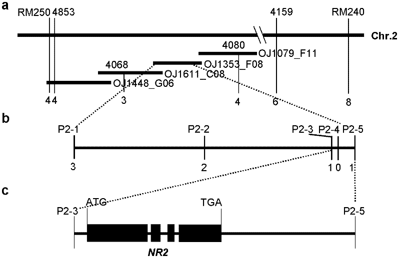 Rice nitrate reductase gene nr2 and its encoded protein and application