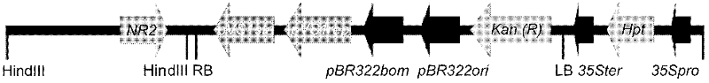 Rice nitrate reductase gene nr2 and its encoded protein and application