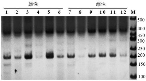 Molecular marker for early sex identification of actinidia arguta seedlings and applications thereof