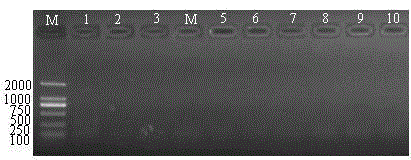 A kind of degenerate primer and the method for using the degenerate primer to detect potyvirus