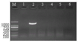 A kind of degenerate primer and the method for using the degenerate primer to detect potyvirus