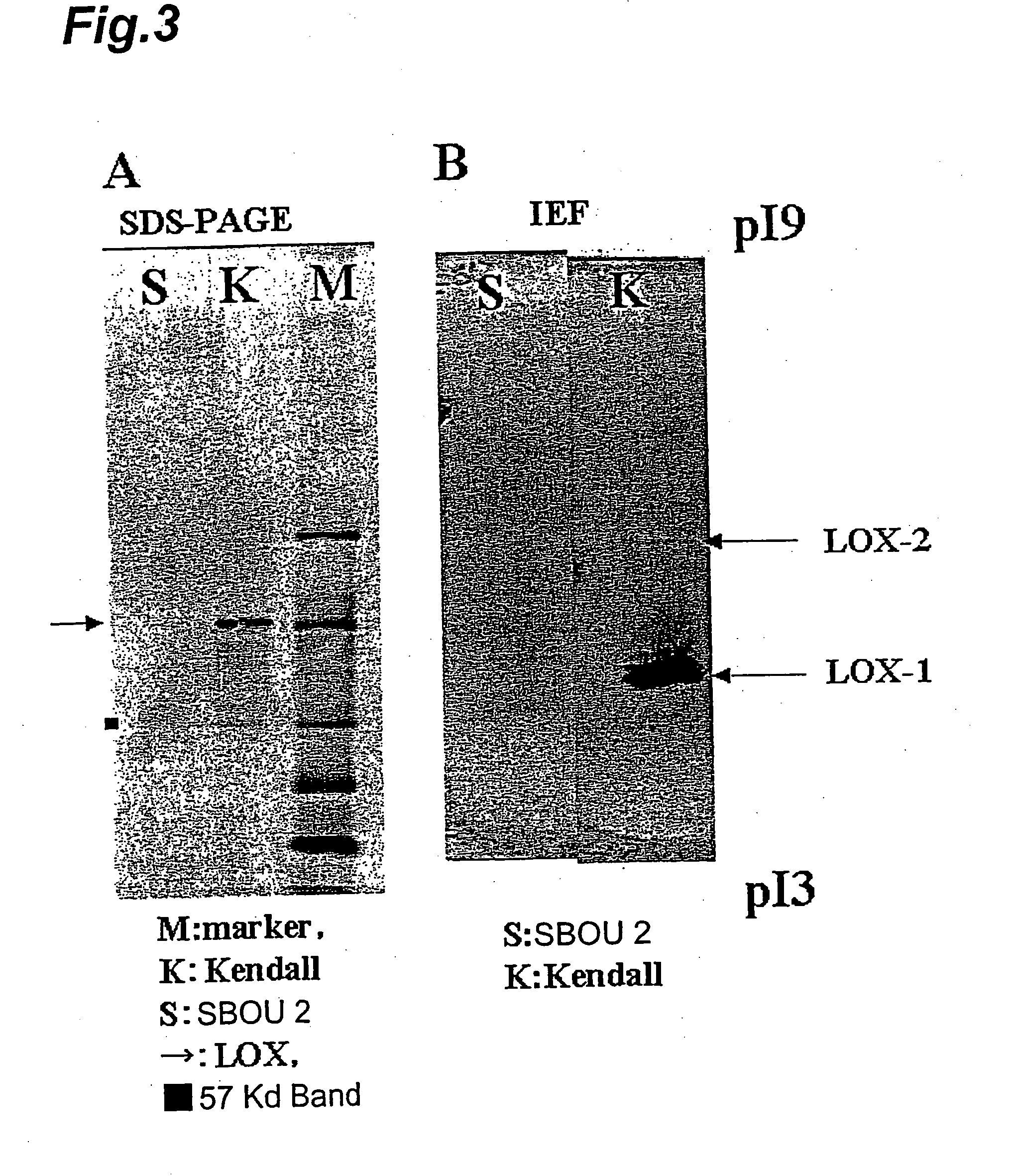 Barley Lipoxygenase 1 Gene, Method of Selecting Barley Variety, Material of Malt Alcoholic Drinks and Process For Producing Malt Alcoholic Drink