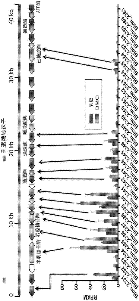Activated bifidobacteria and methods of use thereof