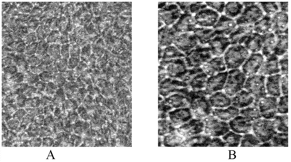 Whole peptidoglycan of lactobacillus cell wall and application in improving IEC (intestinal epithelial cell) antimicrobial peptide expression level thereof