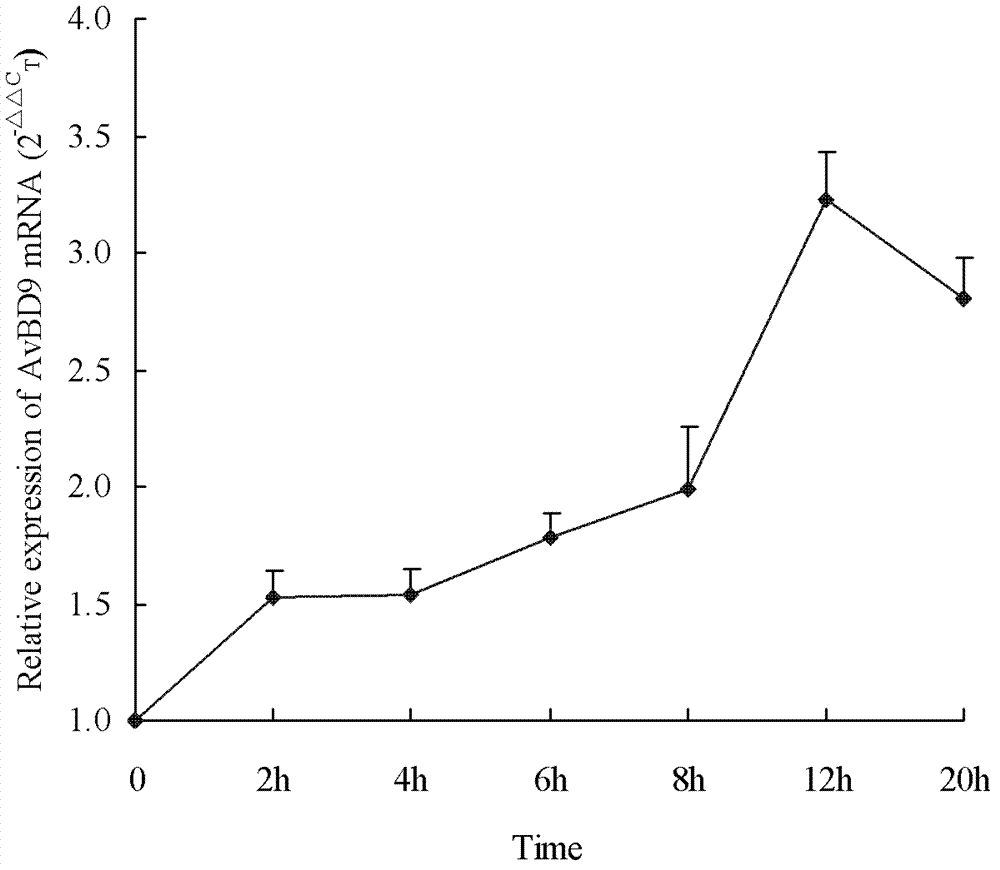 Whole peptidoglycan of lactobacillus cell wall and application in improving IEC (intestinal epithelial cell) antimicrobial peptide expression level thereof