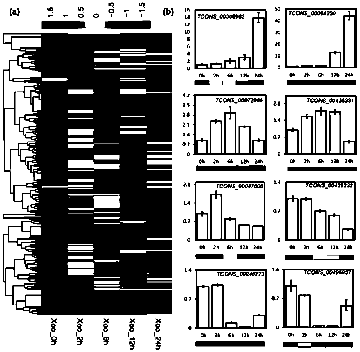 Long-chain non-coding RNA gene ALEX1 and application thereof to improvement of bacterial blight resistance of rice