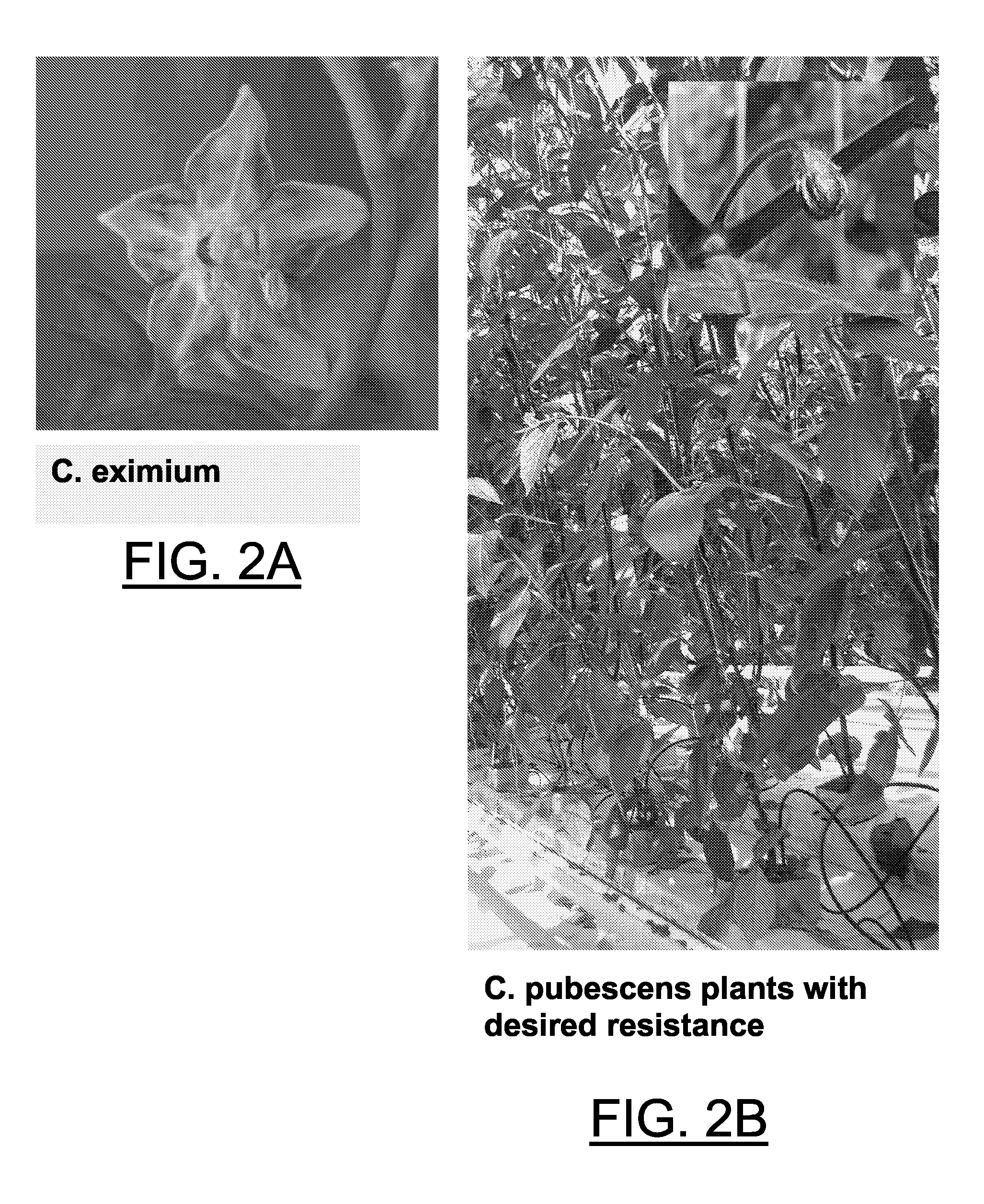 Method for transferring one or more genetic traits from a plant of the purple-flowered Capsicum species to a plant of the white flowered Capsicum species
