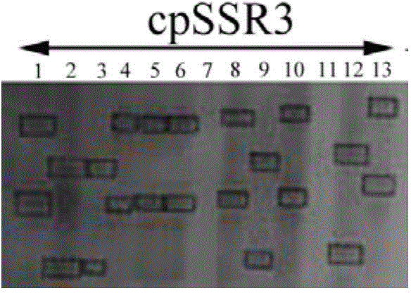 Cowpea chloroplast SSR molecule labeled polymorphic primers and screening method thereof, and method for identifying genetic relationship of cowpeas
