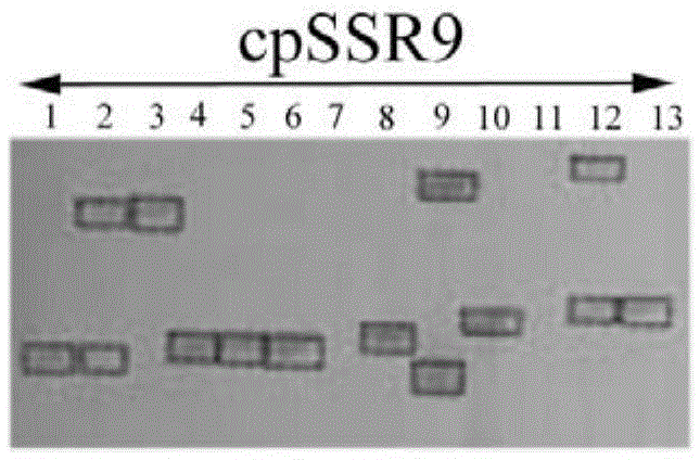 Cowpea chloroplast SSR molecule labeled polymorphic primers and screening method thereof, and method for identifying genetic relationship of cowpeas