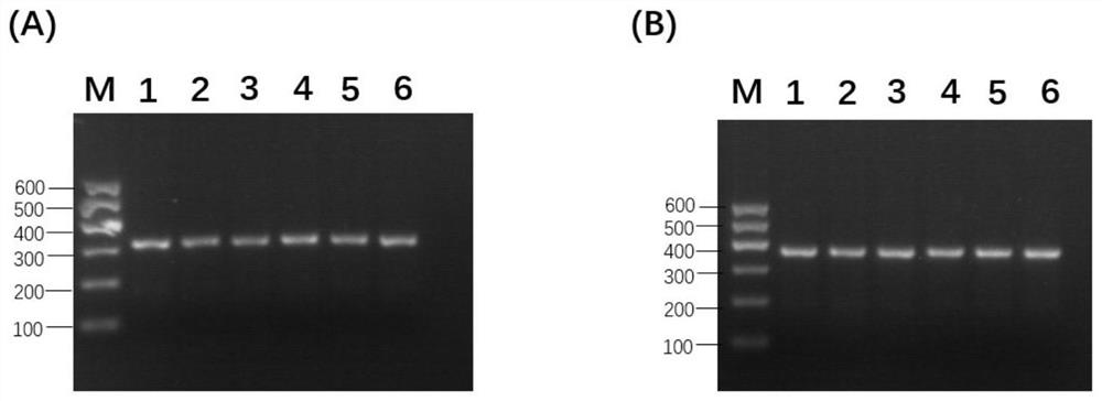 Molecular marker related to white hair phenotypes of buffaloes and application