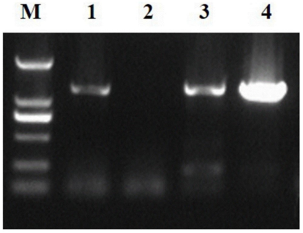 DNA molecule containing Chikungunya virus whole genome cDNA, and uses thereof