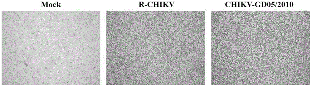 DNA molecule containing Chikungunya virus whole genome cDNA, and uses thereof