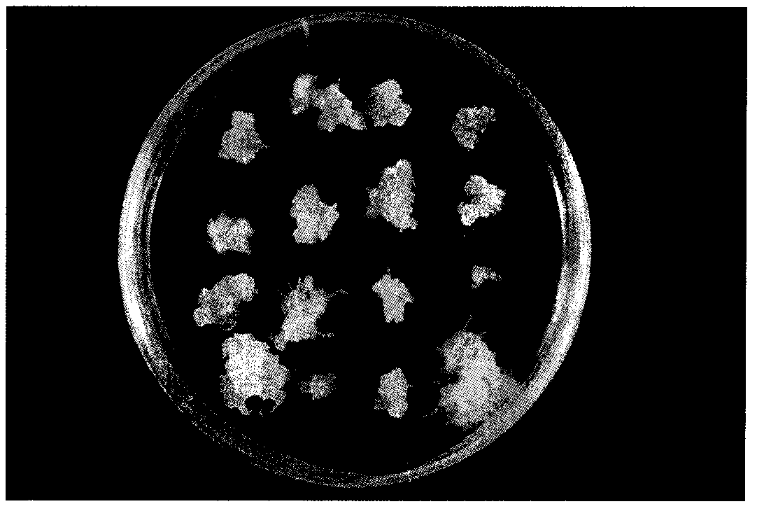 Roegneria kamoji mature embryo callus induction and regeneration culture method