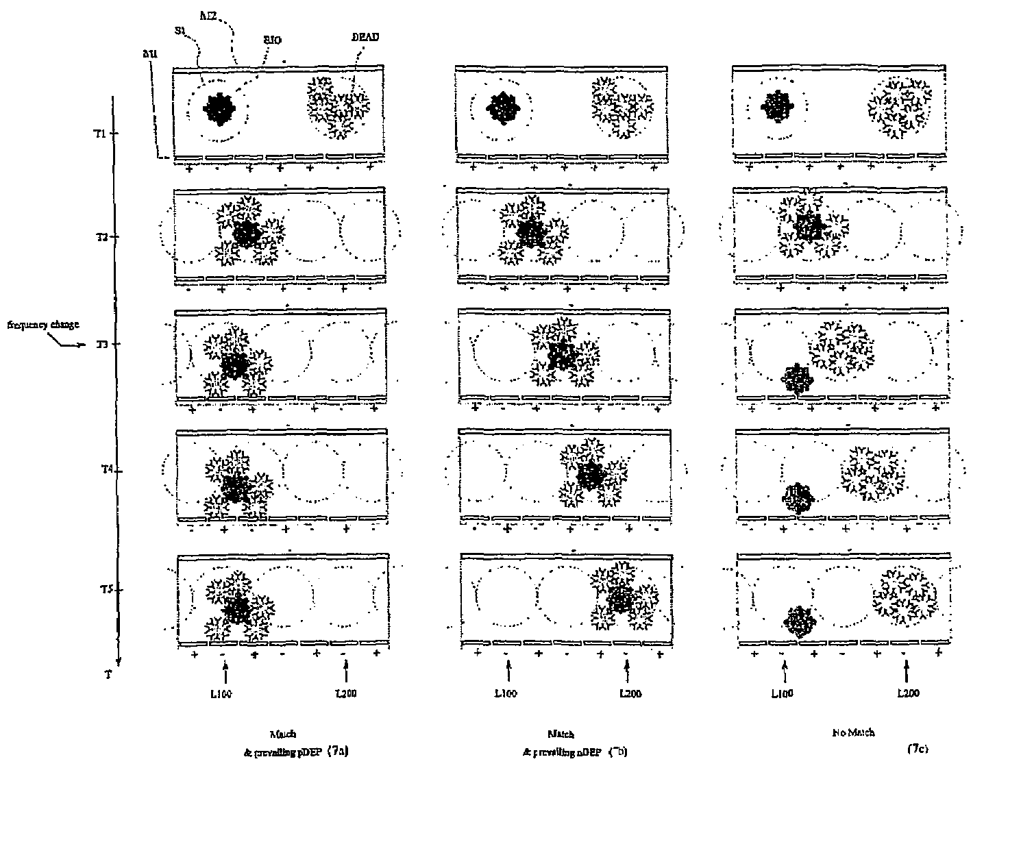 Method and apparatus for high-throughput biological-activity screening of cells and/or compounds