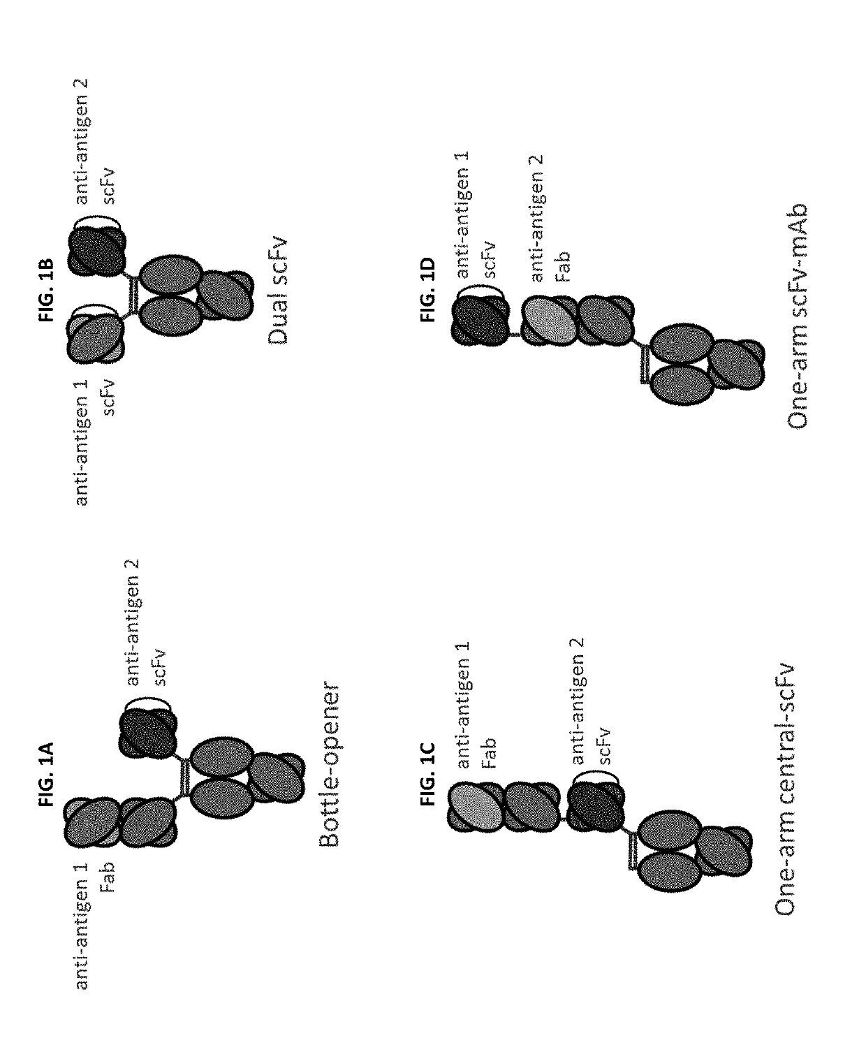Bispecific and monospecific antibodies using novel Anti-pd-1 sequences