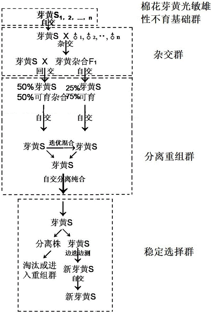Recurrent selection method for cotton sterile line
