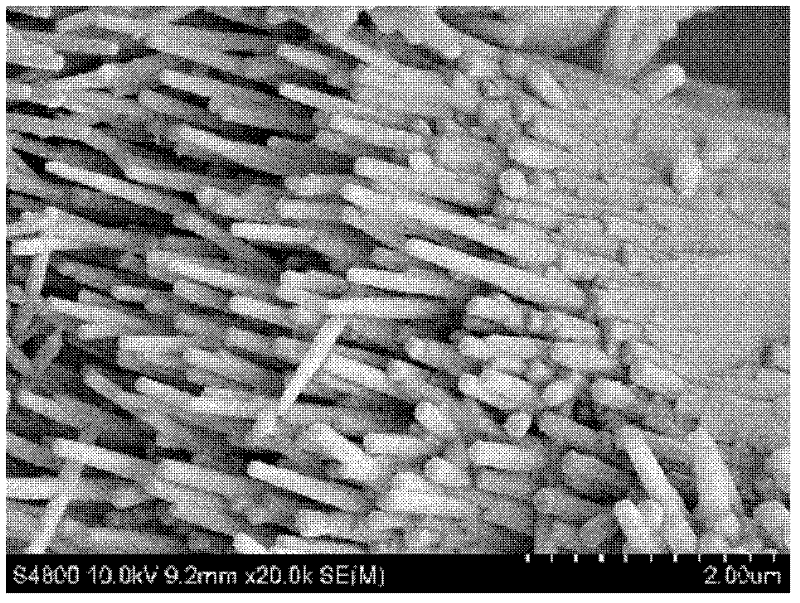 Porous bioceramic with calcium phosphate nanorods on surface layer and formation method for same