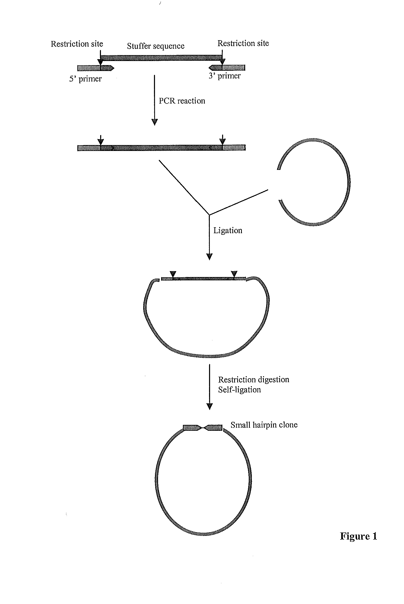 EFFICIENT GENE SILENCING IN PLANTS USING SHORT dsRNA SEQUENCES