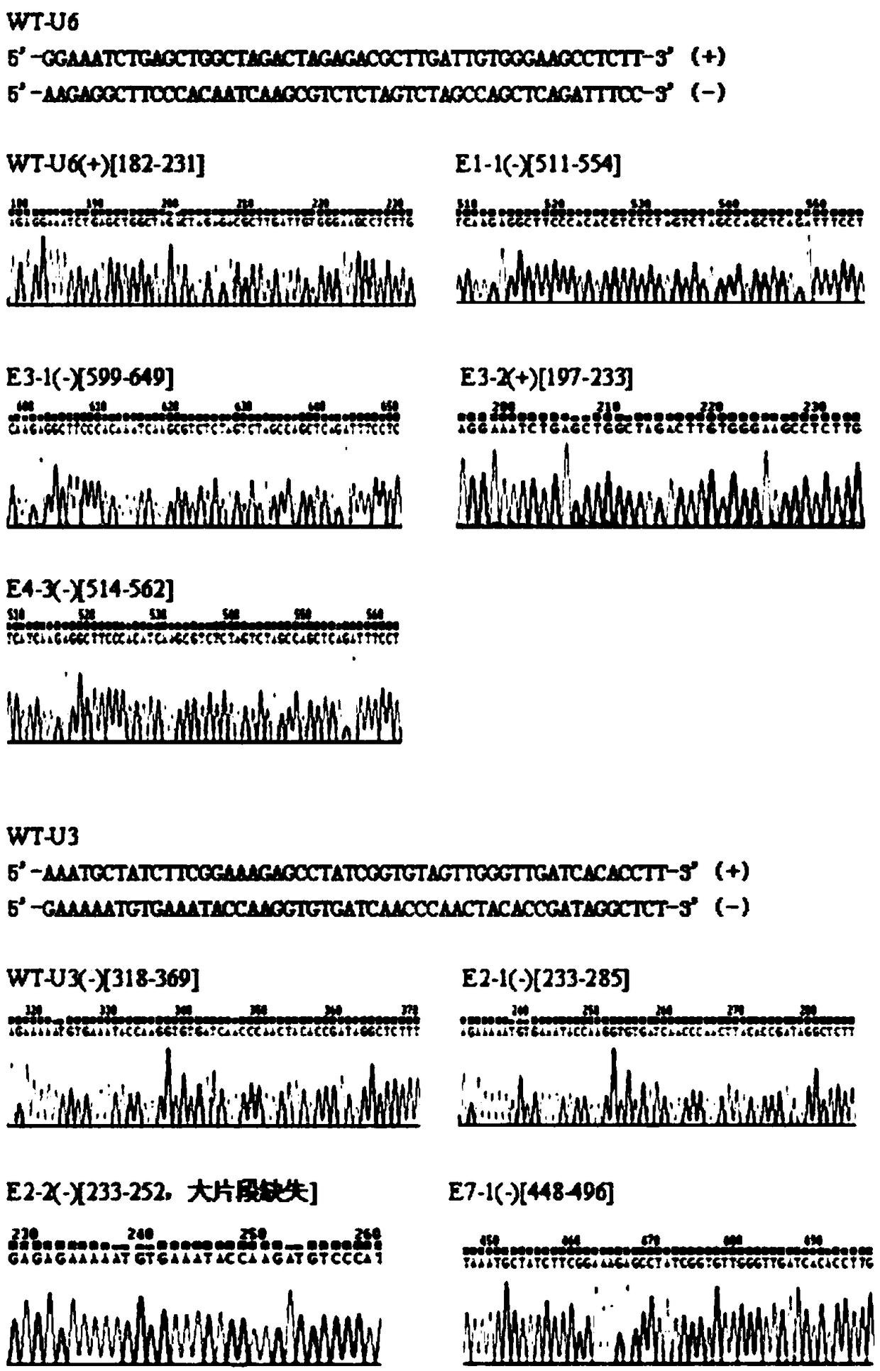 Method for creating fragrant rice by knocking out BADH2 (betaine aldehyde dehydrogenase) gene by utilizing CRISPR/Cas9 system