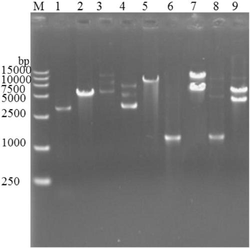Efficient traceless gene knockout method for saccharomyces cerevisiae and application thereof