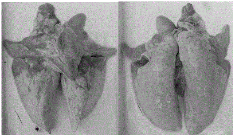 Production method of swine mycoplasmal pneumonia inactivated vaccine