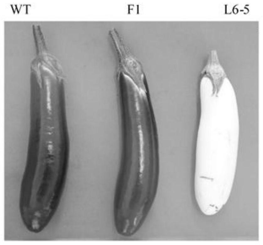 SNP (Single Nucleotide Polymorphism) molecular marker closely linked with eggplant fruit color and application