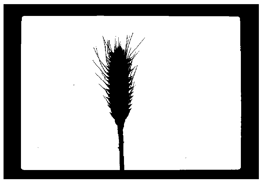 High-precision wheat ear length measuring method based on monocular camera