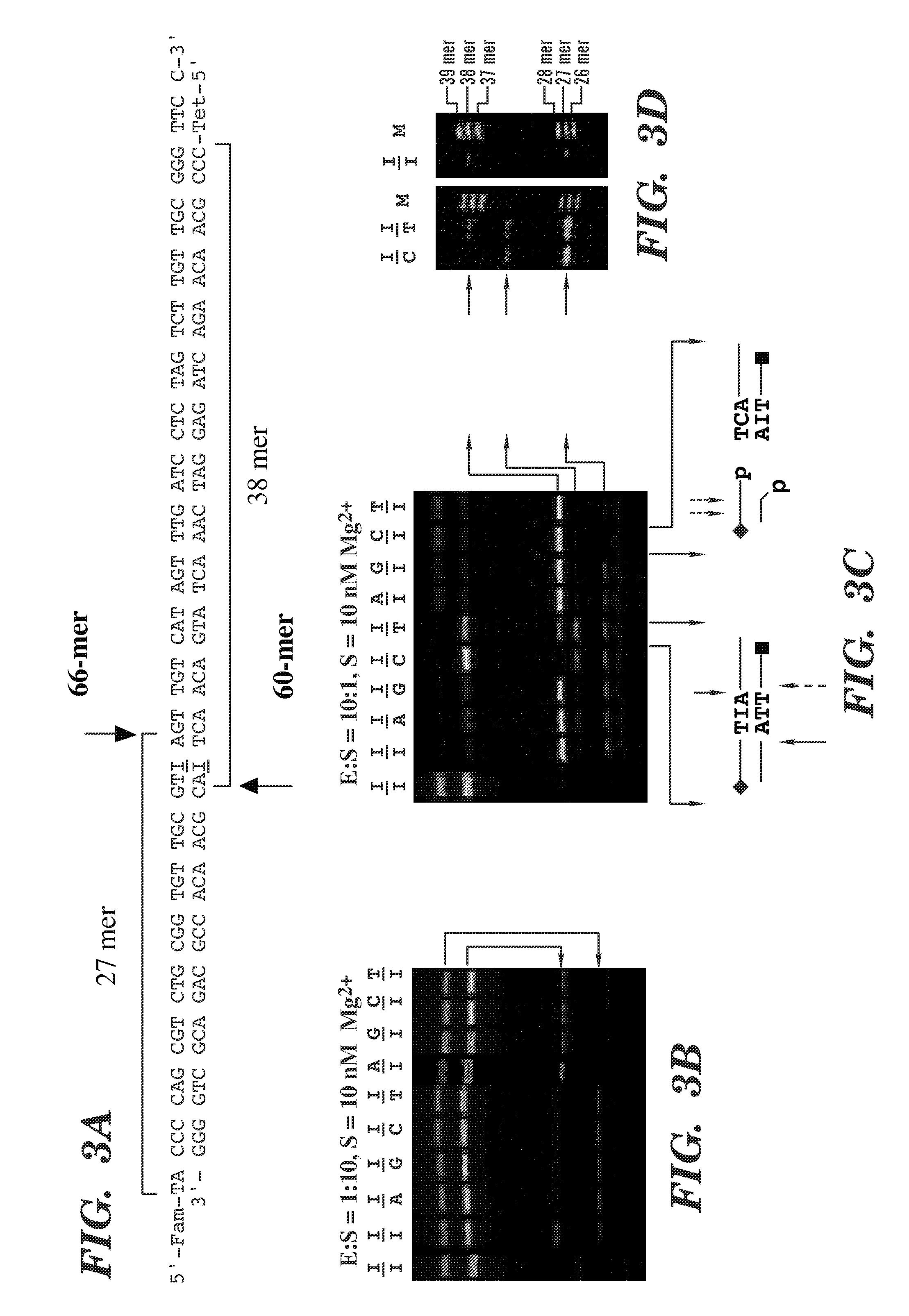 Detection of nucleic acid differences using combined endonuclease cleavage and ligation reactions