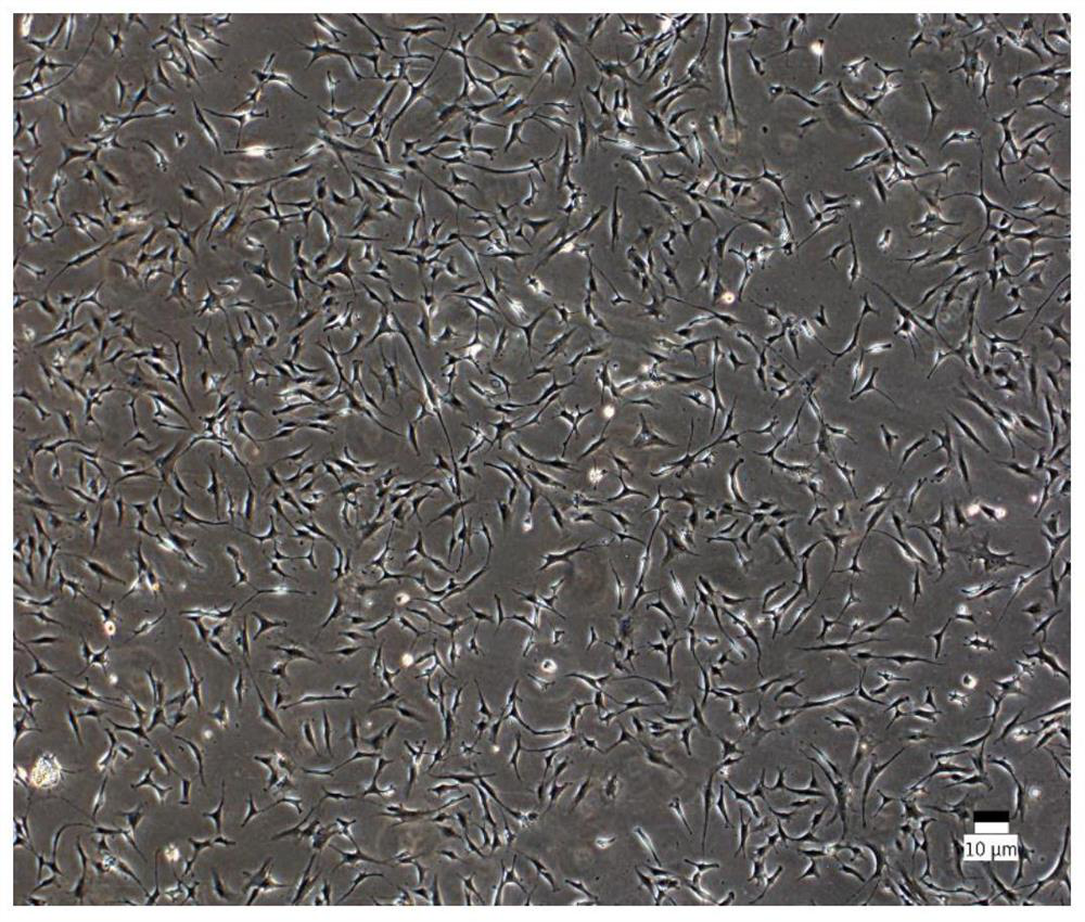 Cell image segmentation method