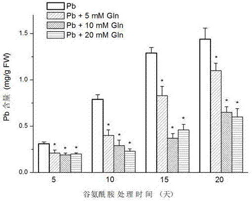 Method of using glutamine to inhibit Pb absorption of Brassica rapa subsp. Chinensis and increase ability to resist Pb contamination