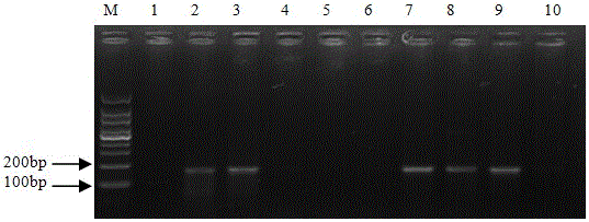 A pair of specific molecular detection primers and detection method for endophytic fungi of locoweed