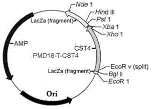 Application of cystatin S