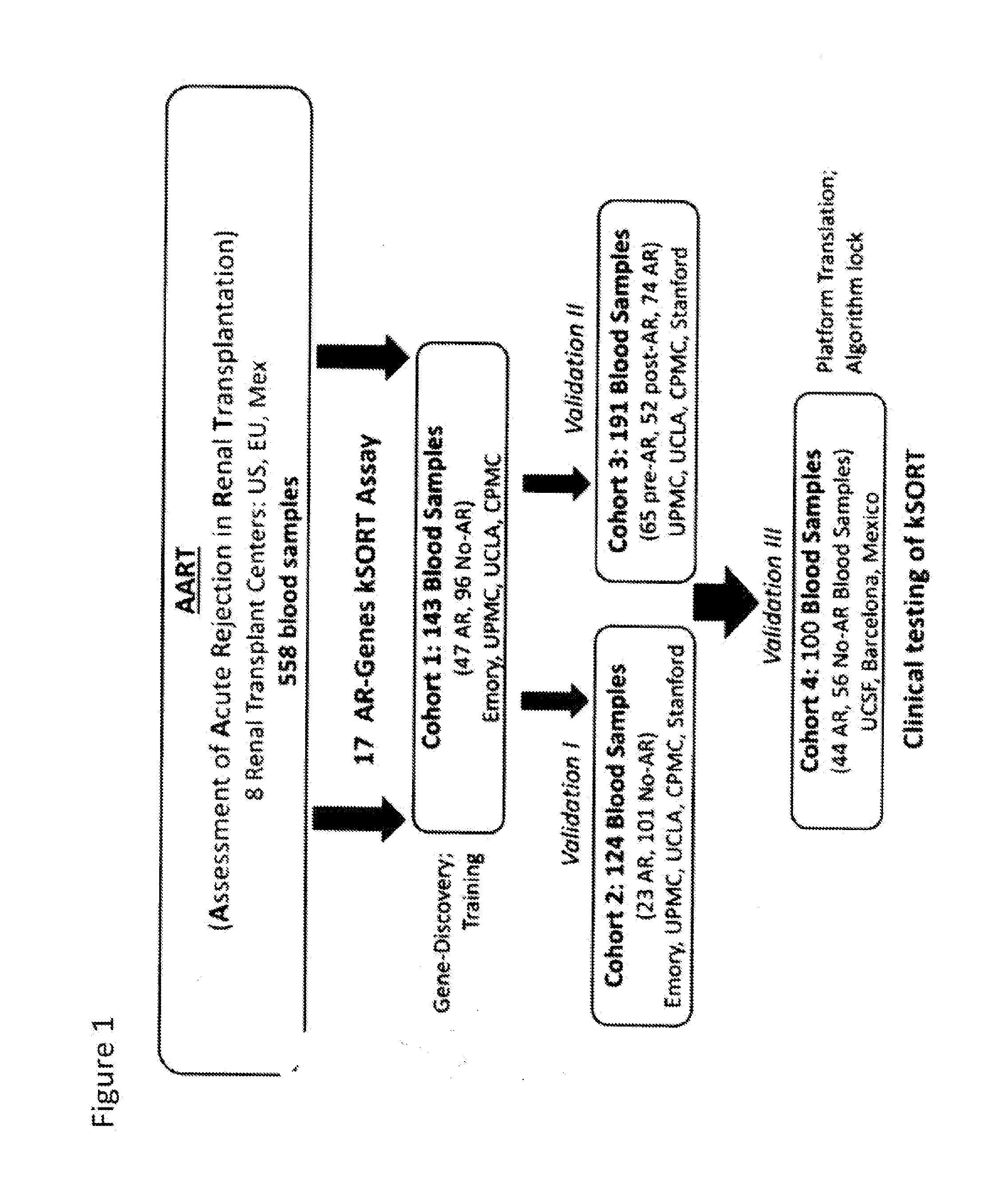 Compositions and methods for assessing acute rejection in renal transplantation