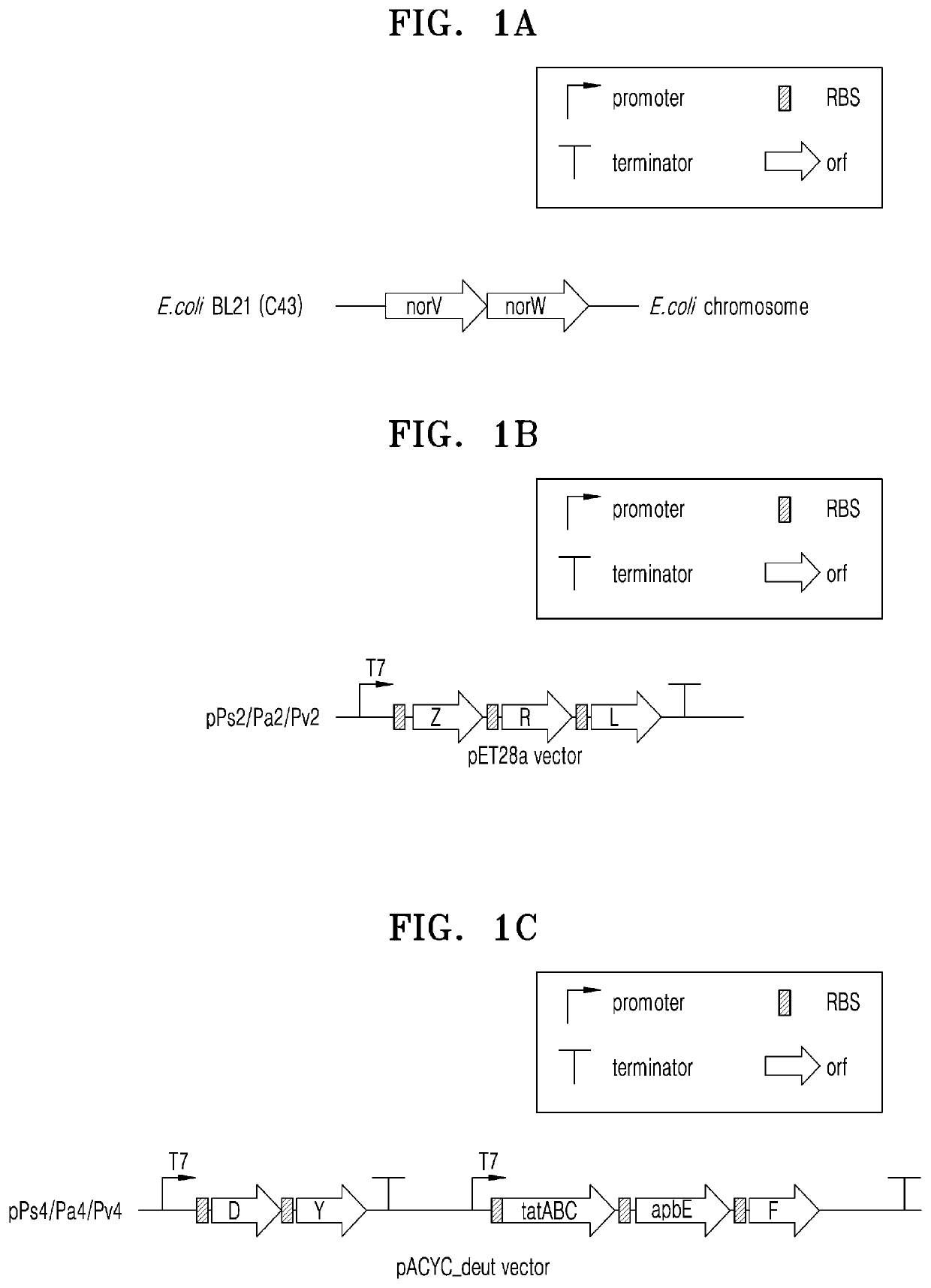 Recombinant microorganism including genetic modification that increases activity of nitrous oxide reductase pathway and method of reducing concentration of nitrous oxide in sample by using the same