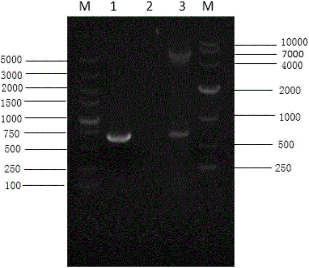 H7N9 subtype avian influenza genetic engineering vaccine taking baculovirus as carrier as well as preparation method and application of vaccine