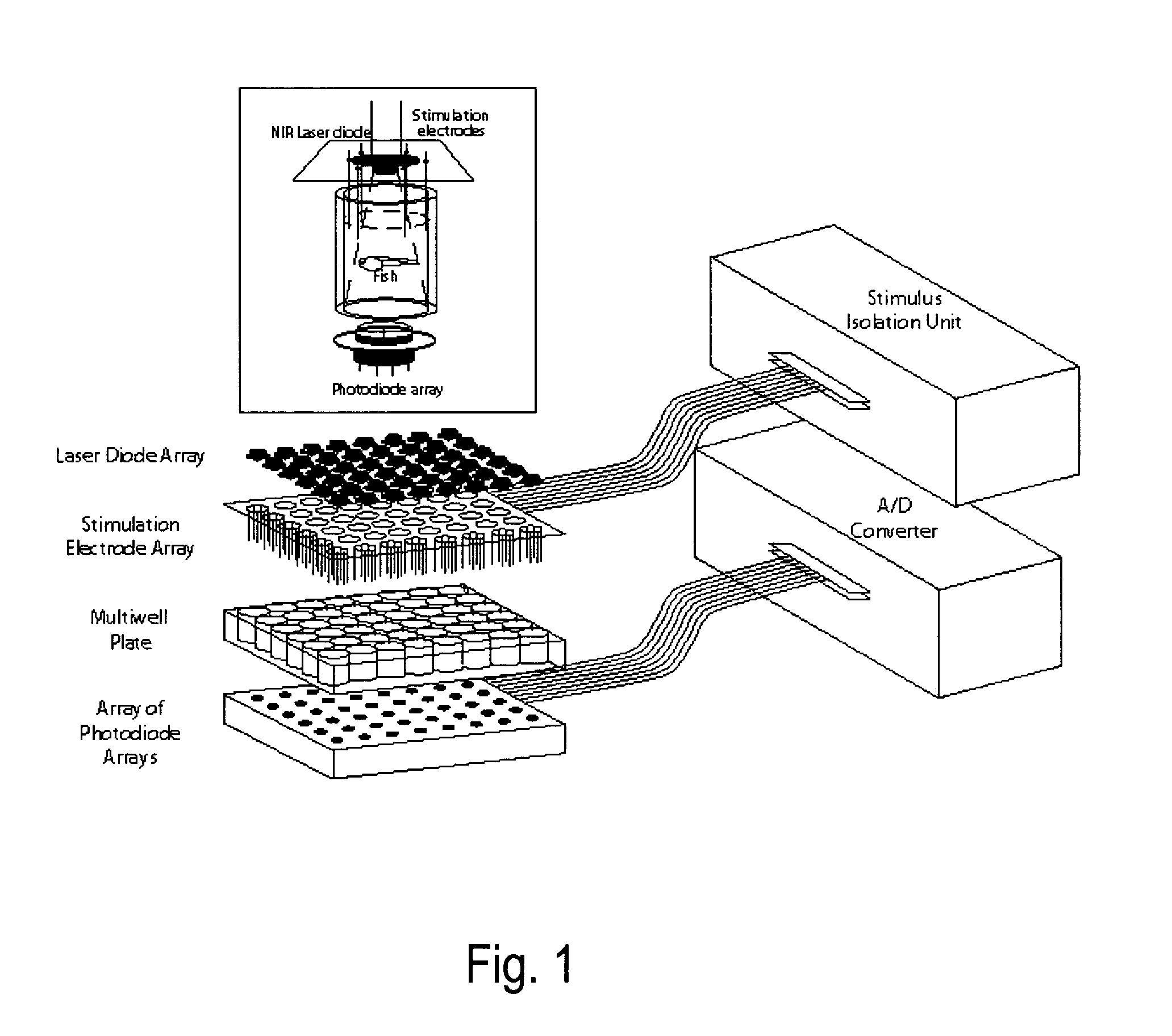 High throughput method and system for screening candidate compounds for activity against epilepsy and other neurological diseases