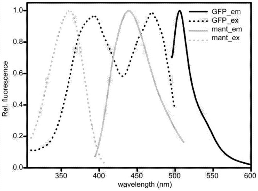 Method for detecting interaction between Rab protein and its effector factor based on fluorescence resonance energy transfer method