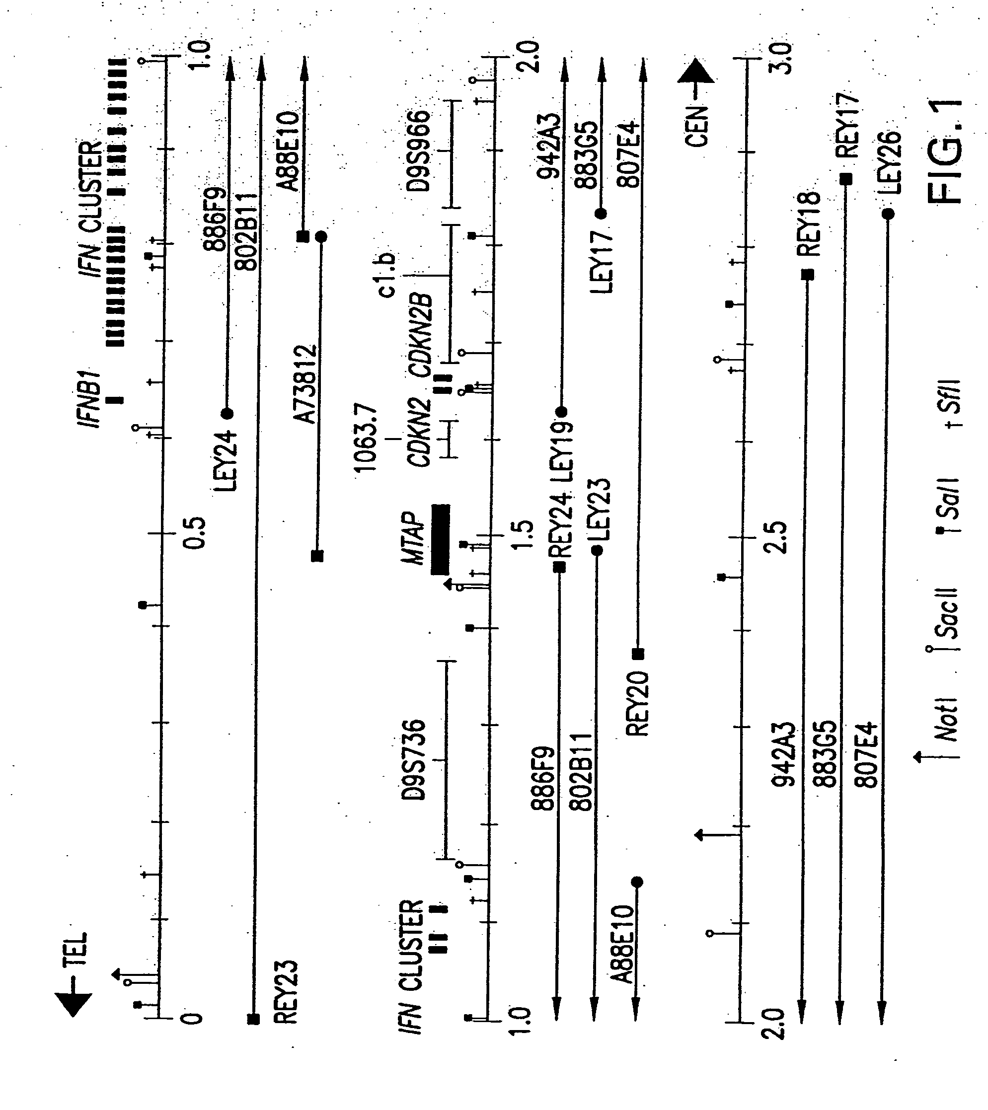 Methylthioadenosine phosphorylase compositions and methods of use in the diagnosis and treatment of proliferative disorders