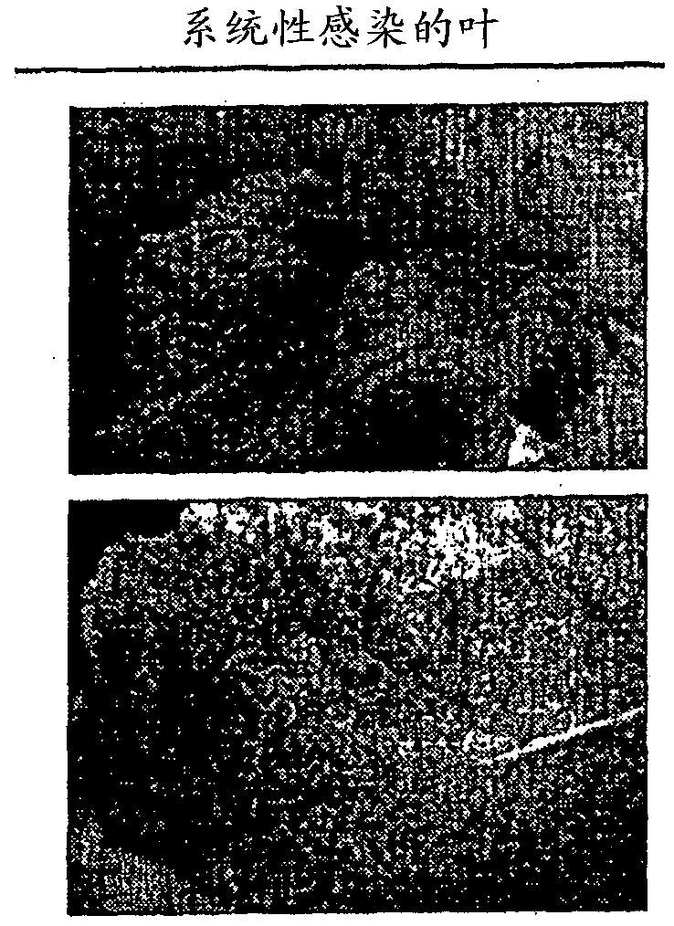 Closterovirus-based nucleic acid molecules and uses thereof