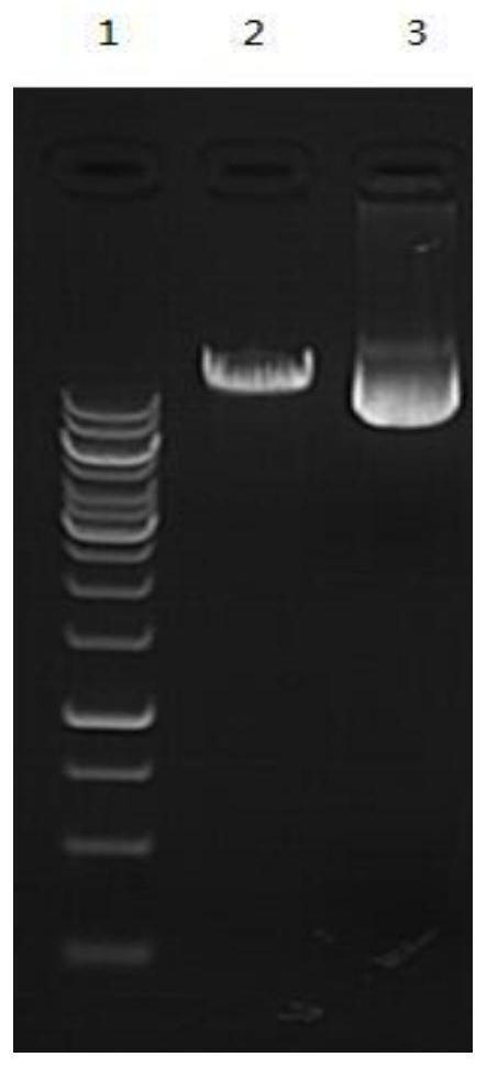 Method for overexpression of IL-15 in porcine skeletal muscle myoblasts and application thereof